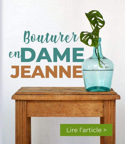 Bouturer en Dame-jeanne