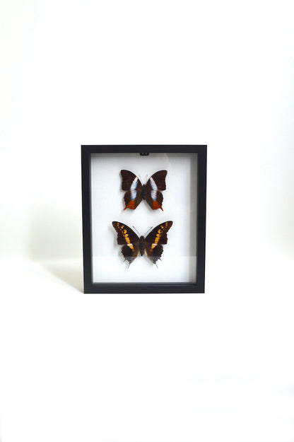 Duo de papillons sous verre – Noyo créatif