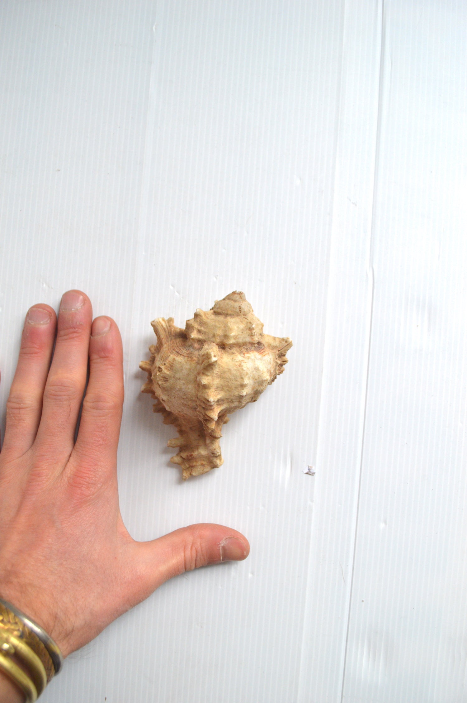 coquillage-déco-cabinet-de-curiosités