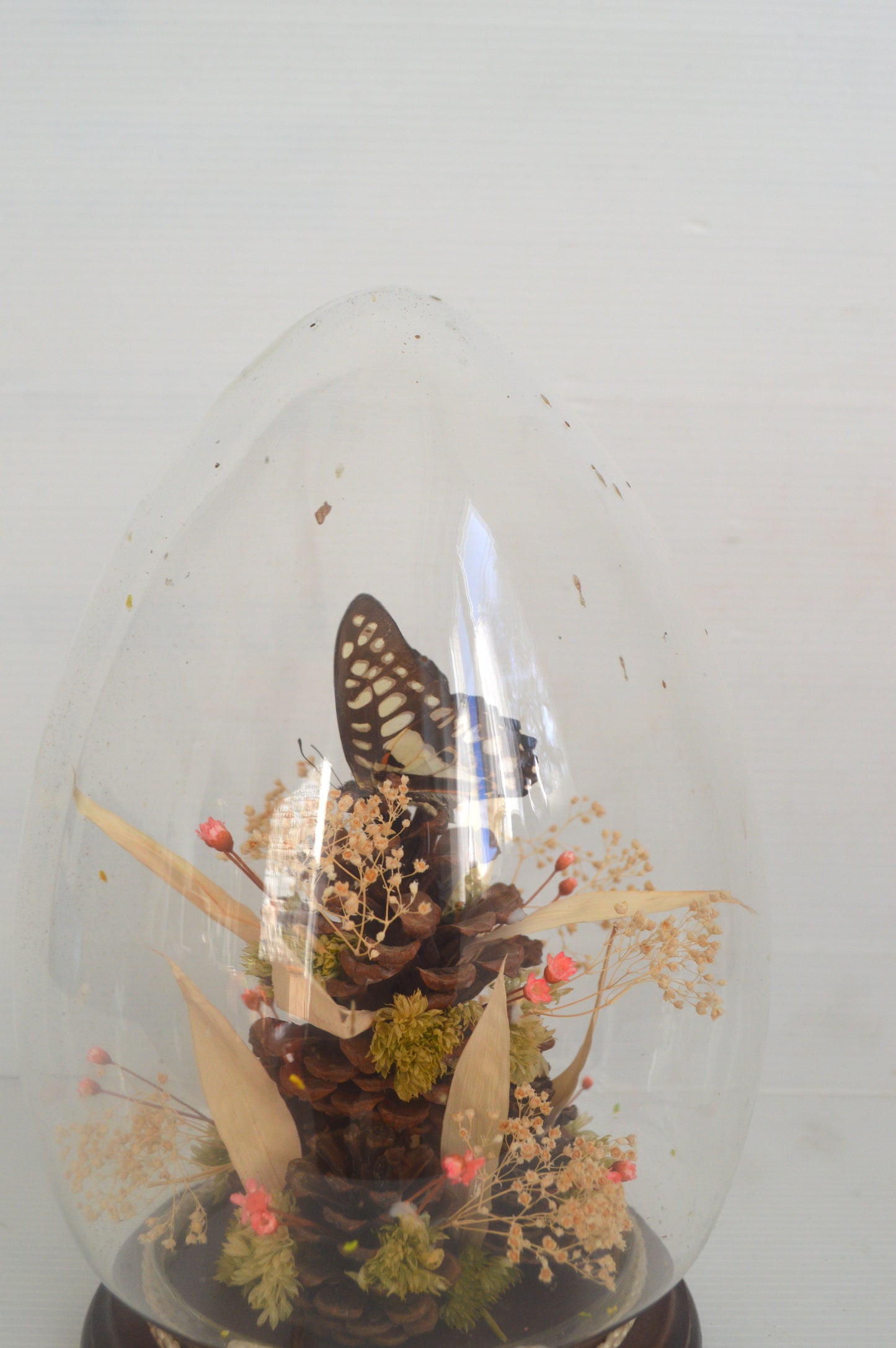 Terrarium papillon