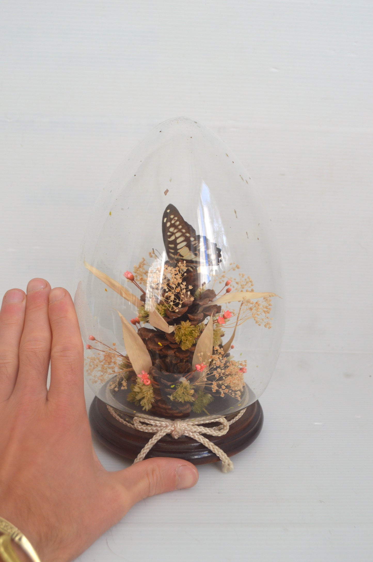 Terrarium papillon