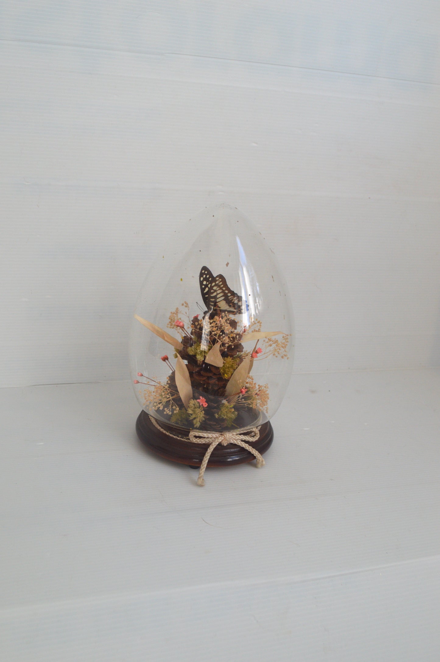 Terrarium papillon