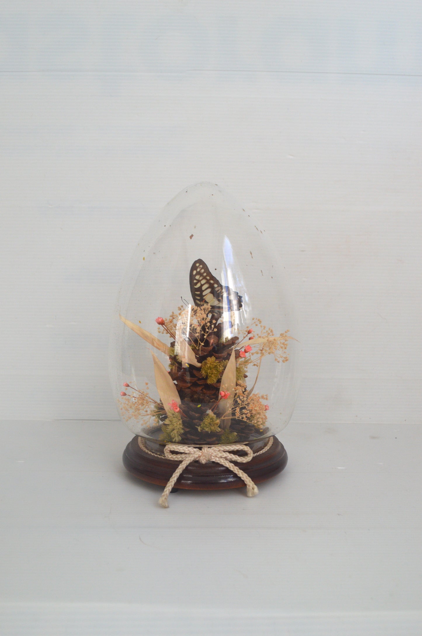 Terrarium papillon