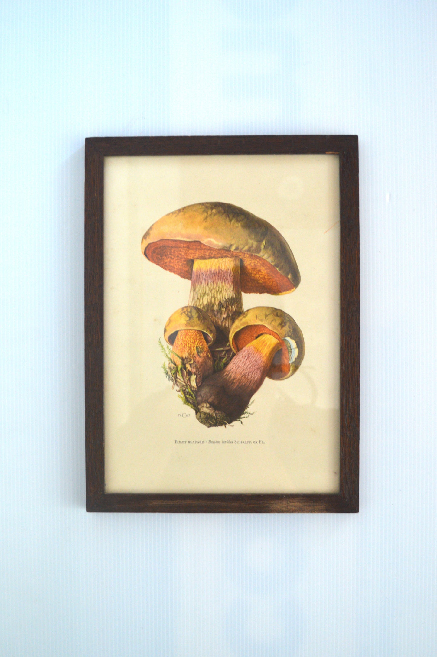 lithographie-champignons