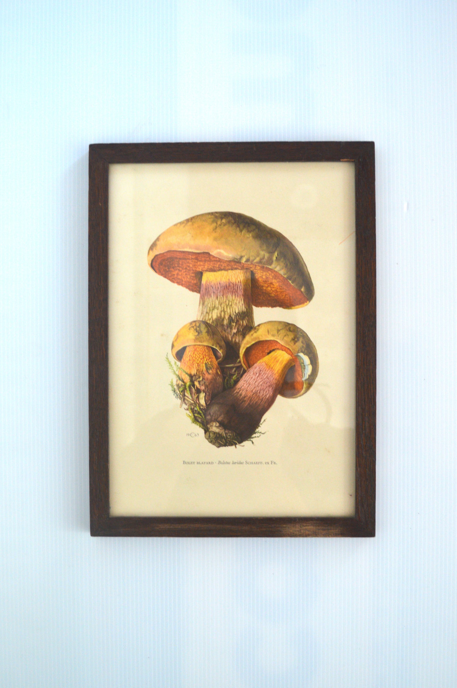 lithographie-champignons