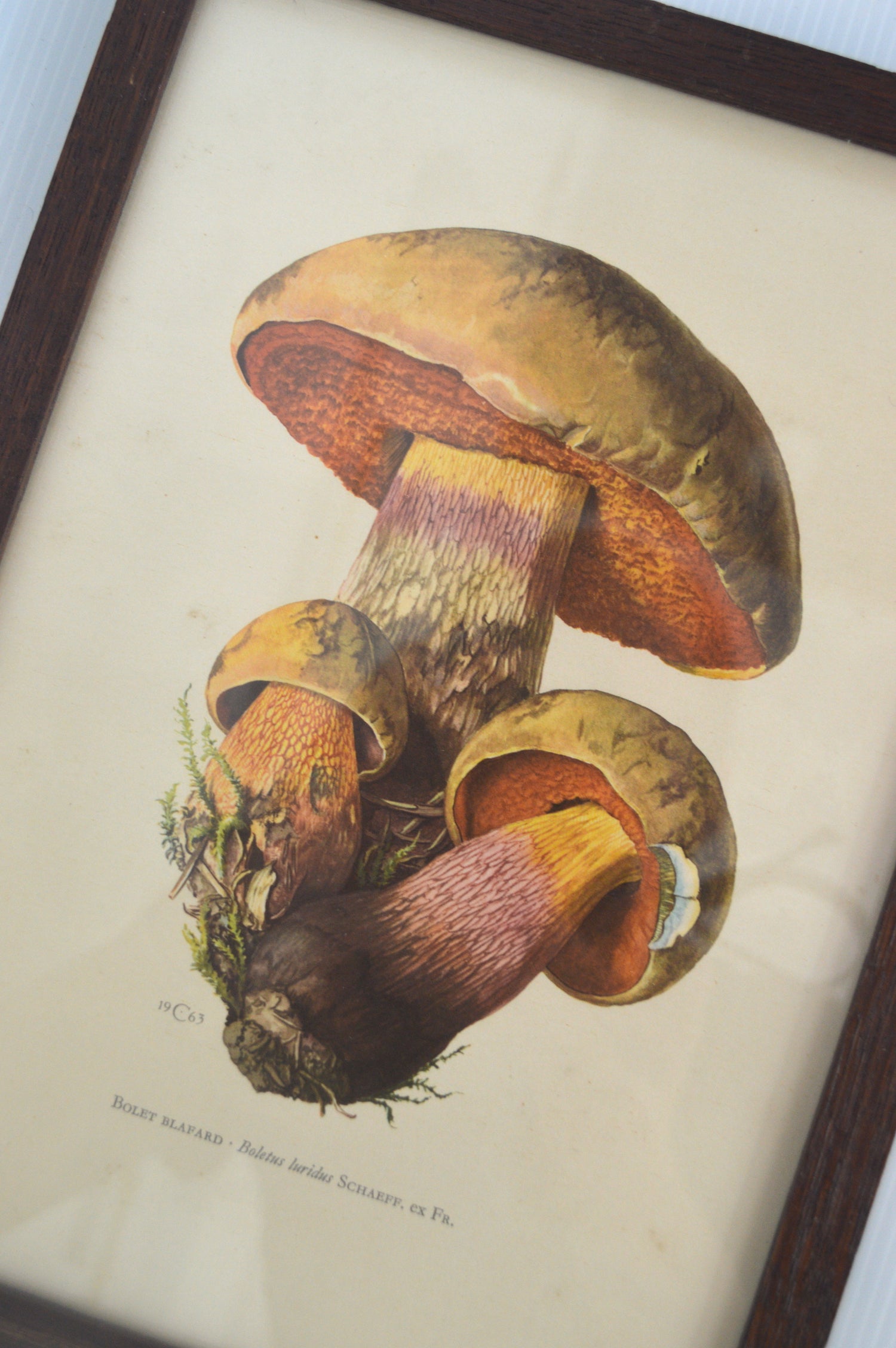 lithographie-sur-les-champignons